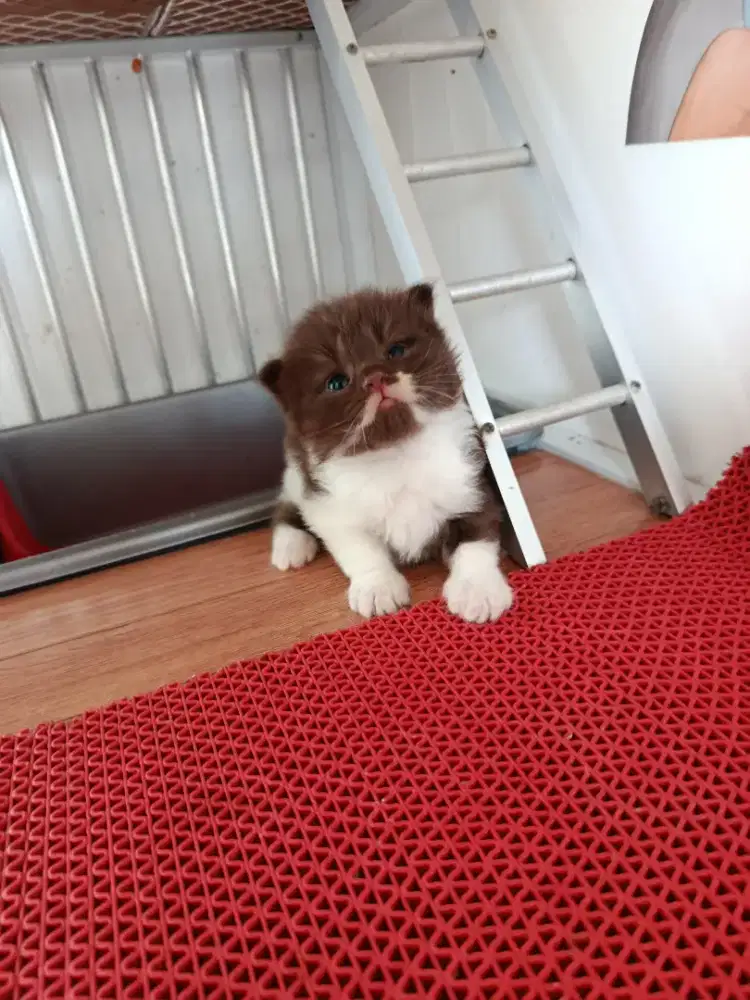 Open booking BLH CINNAMON CHOCO JANTAN