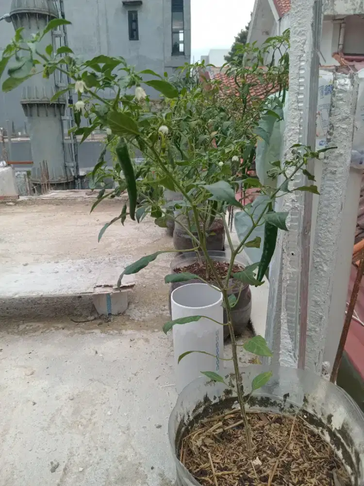 Pohon Cabe Merah Besar