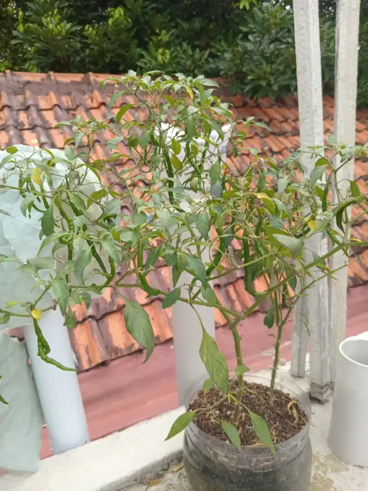 Pohon cabe merah keriting dan cabe Besar