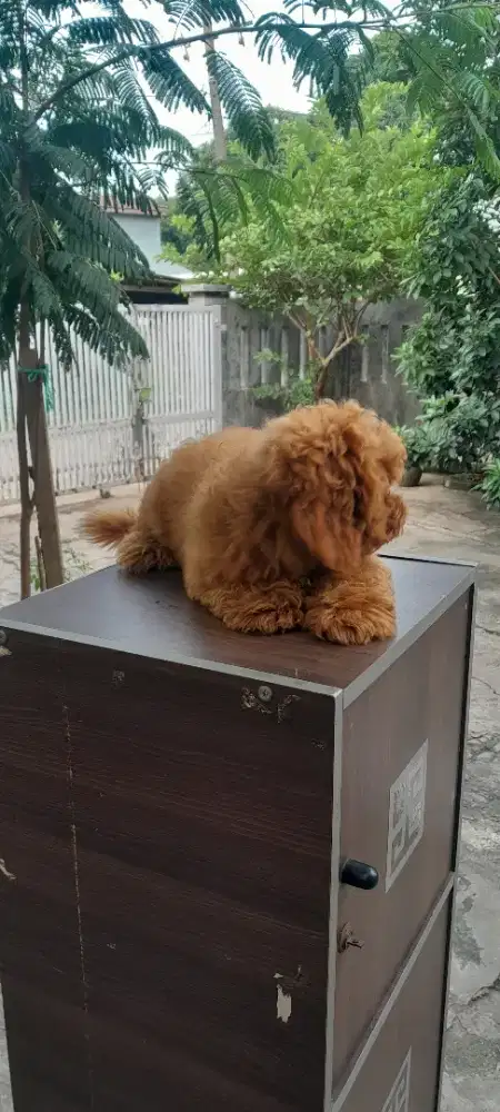 Mini poodle kecil