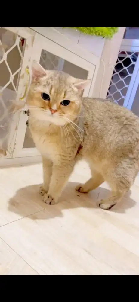 Jasa pacak BSH Golden NY25