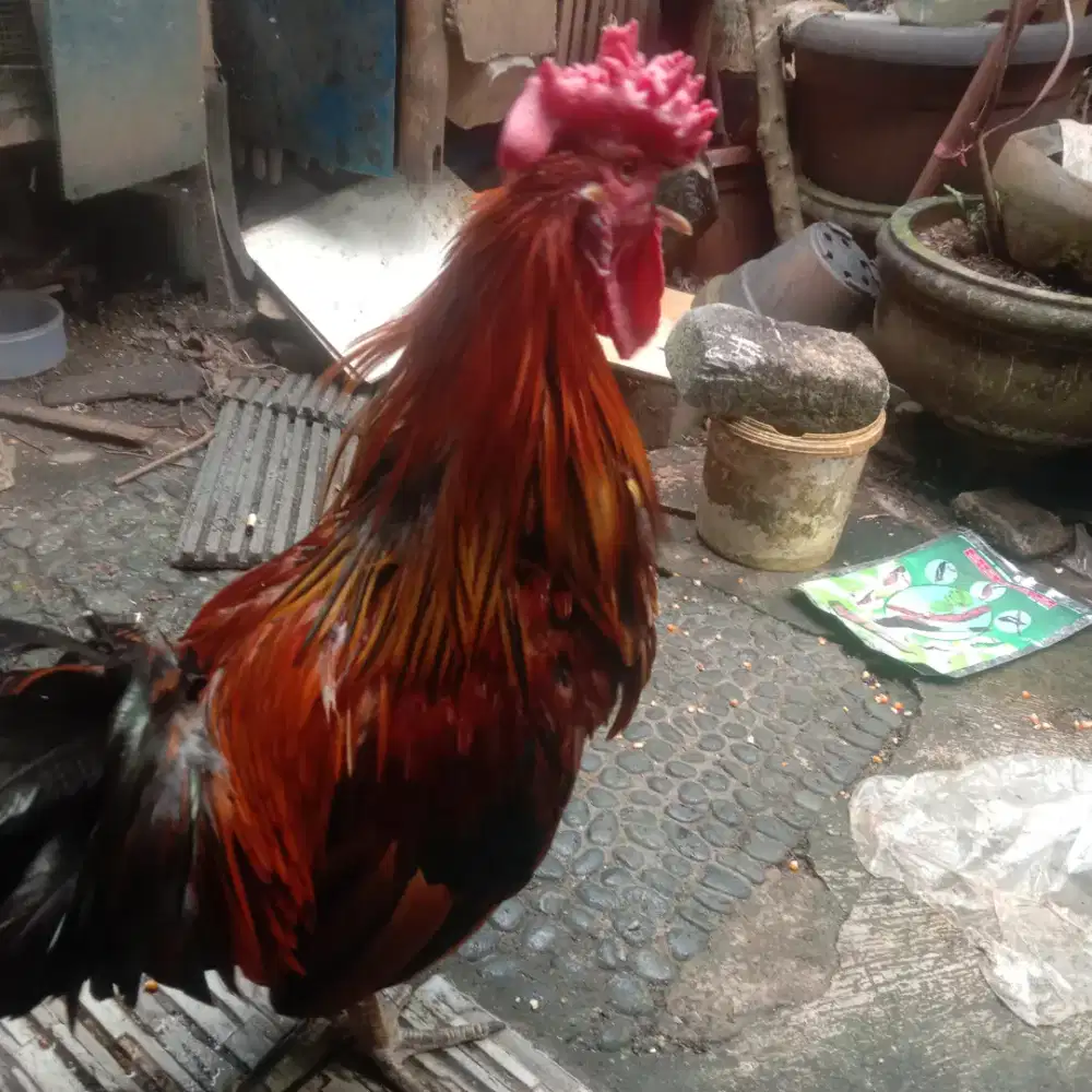 Ayam jago ketawa