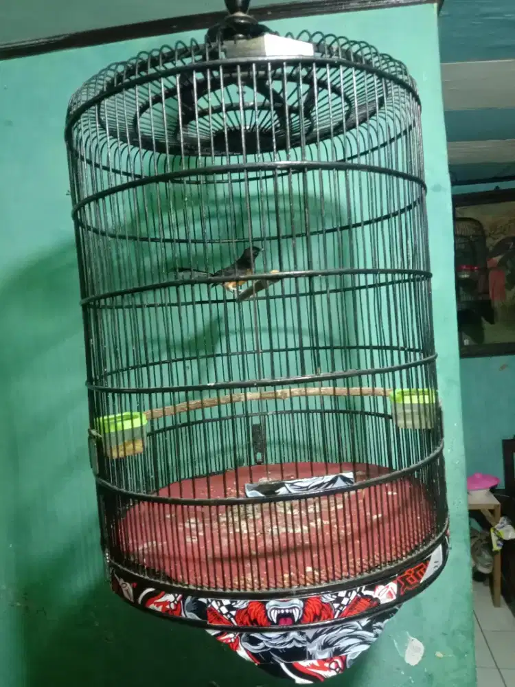 Murai Batu trotol jantan Non gembung/ mutasi, Mines Ringan  FULSET