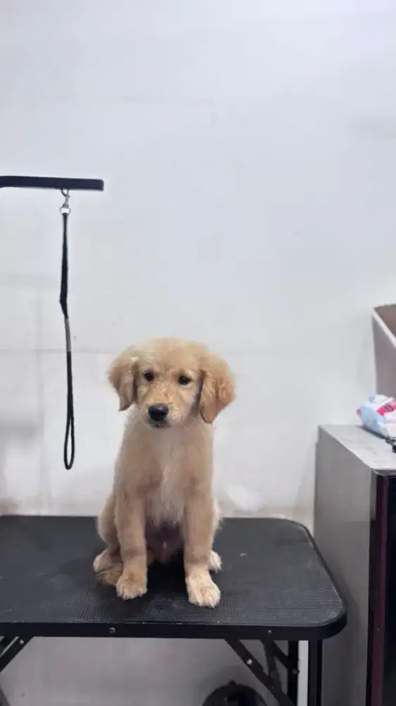 Golden Retriver Jantan