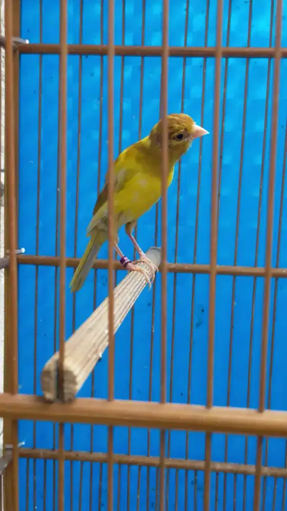 Burung kenari paud/anak