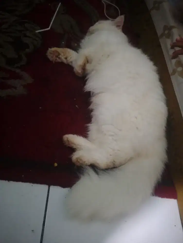 Kucing Persia longhair