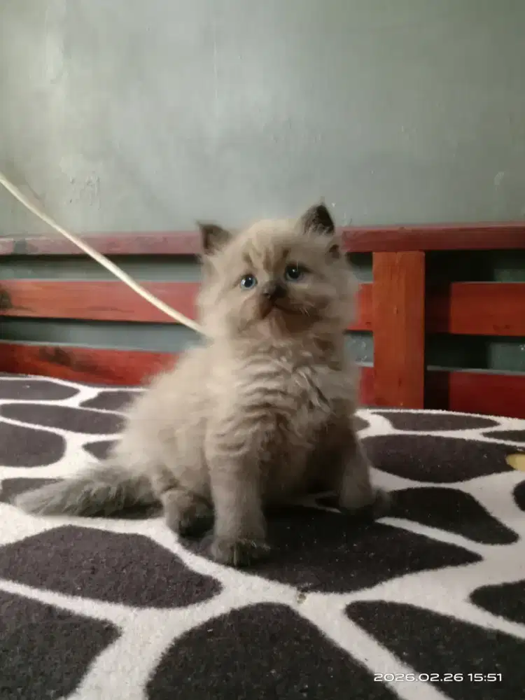 Kucing Himalaya Ragdol