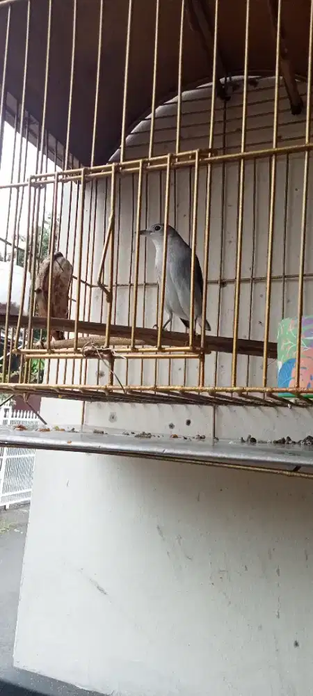 Burung Jalak Kapas