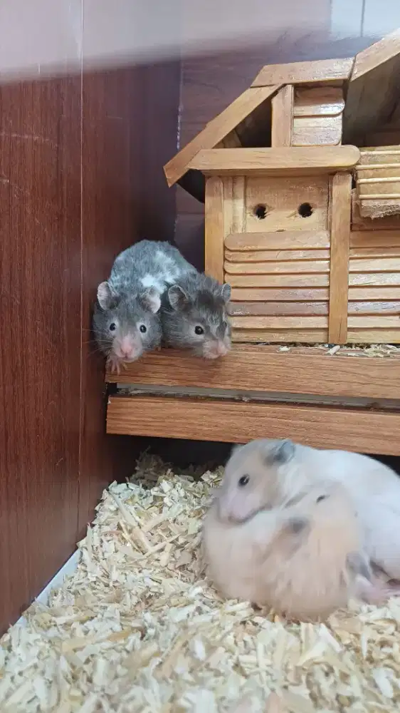 Hamster Syrian Sable