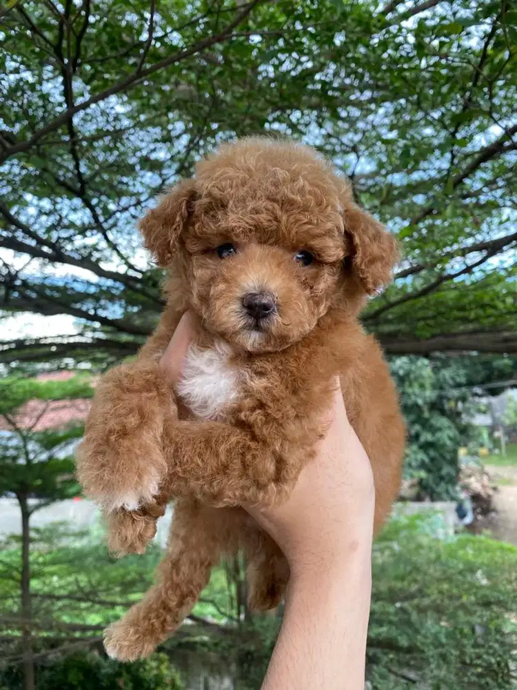 tiny red poodle stambum