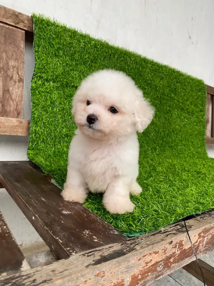 bichon frise jantan