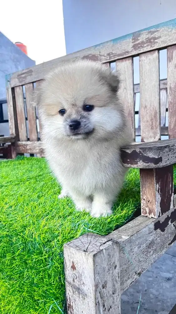 minipom jantan 2 bulan