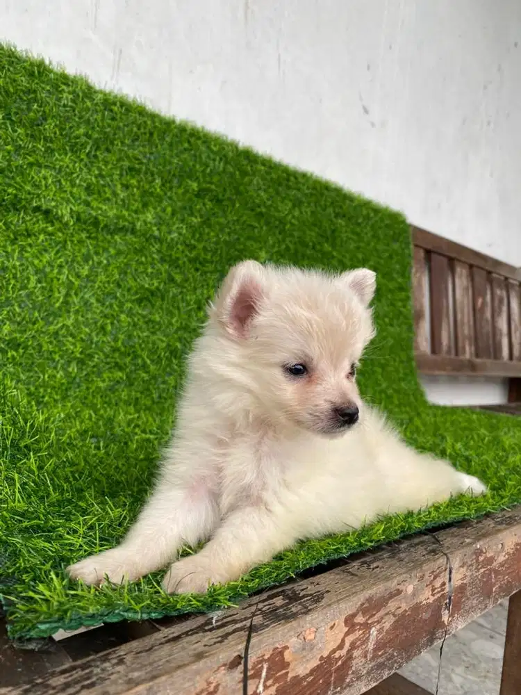 minipom white jantan