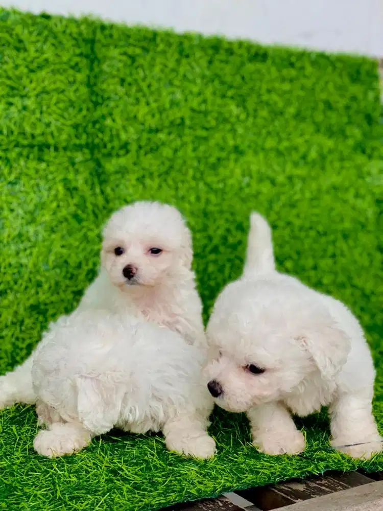 bichon frise jantan