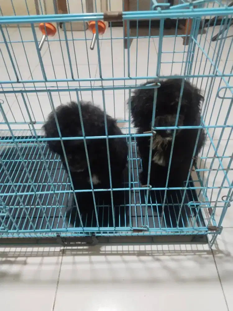 Anak anjing toy poodle