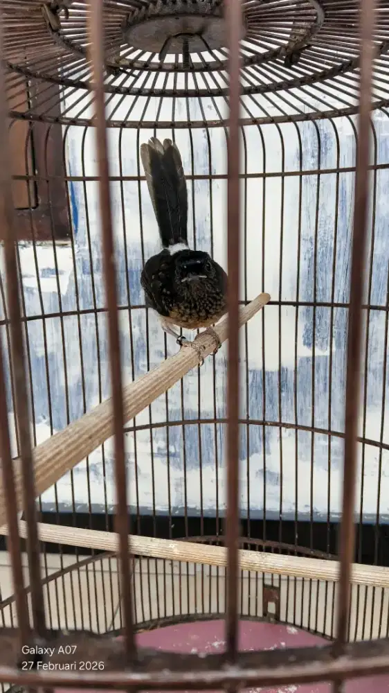 Mbm trotol trah lomba pe 23x13