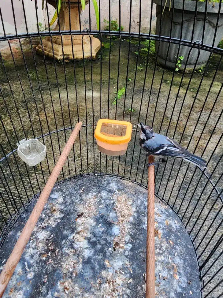 Gelatik batu rajin bunyi