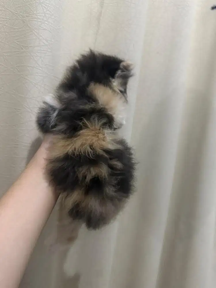 Kucing persian longhair