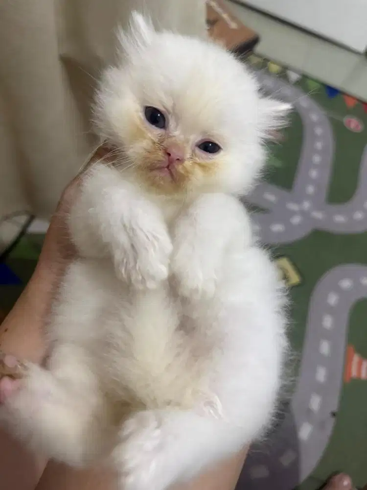 Kucing persian longhair