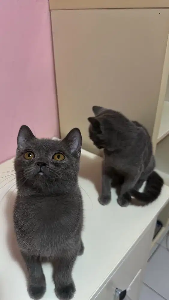 Kitten British Shorthair
