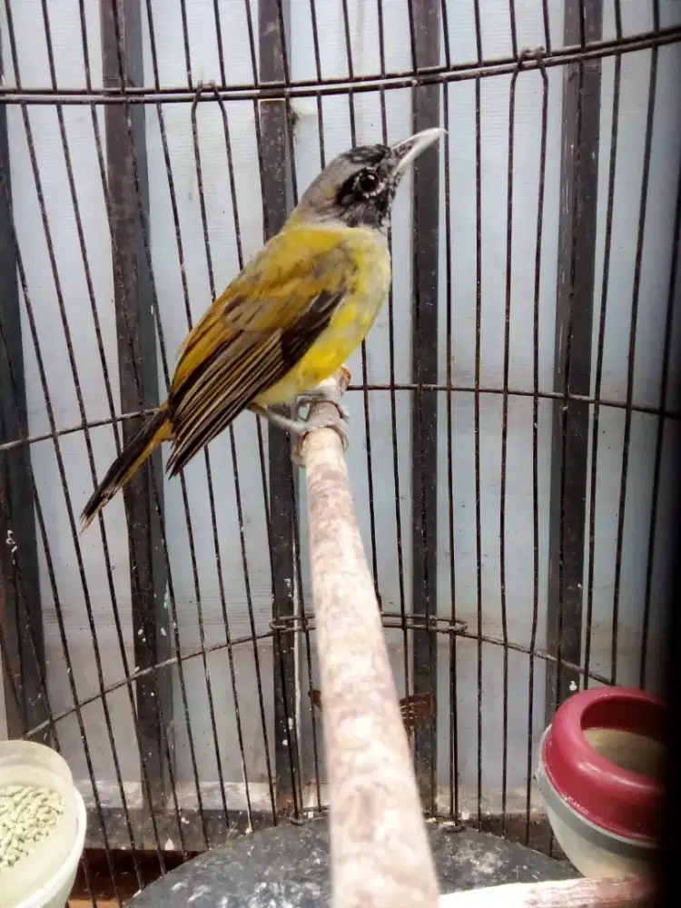 Samyong jantan rajin berkicau