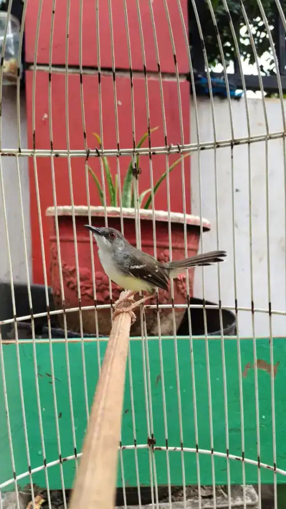 Dijual!!! Ciblek semi purtot , jinak lalat, rajin bunyi BURJA