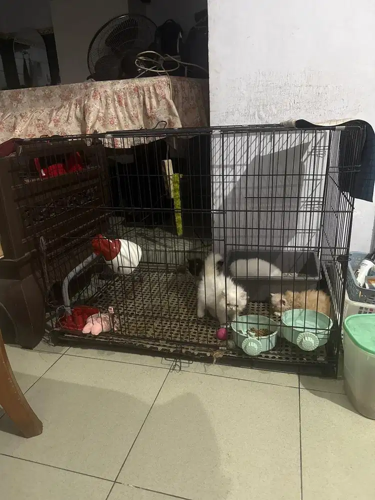 Kandang kucing besar