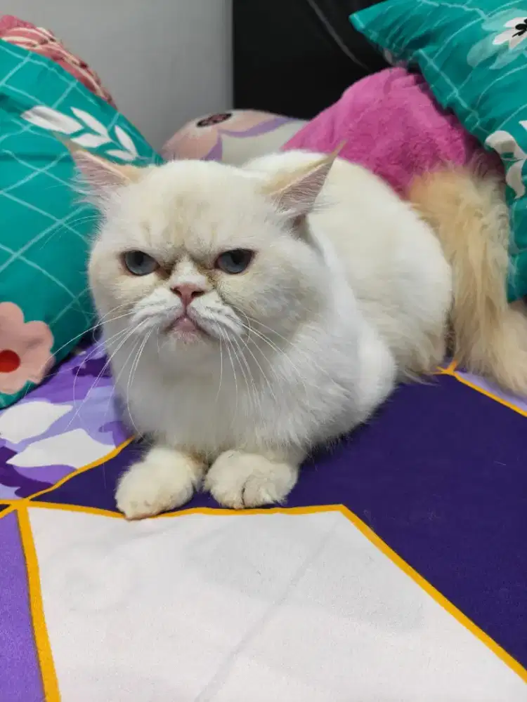 2 sepasang indukan dan 2 sepasang kitten