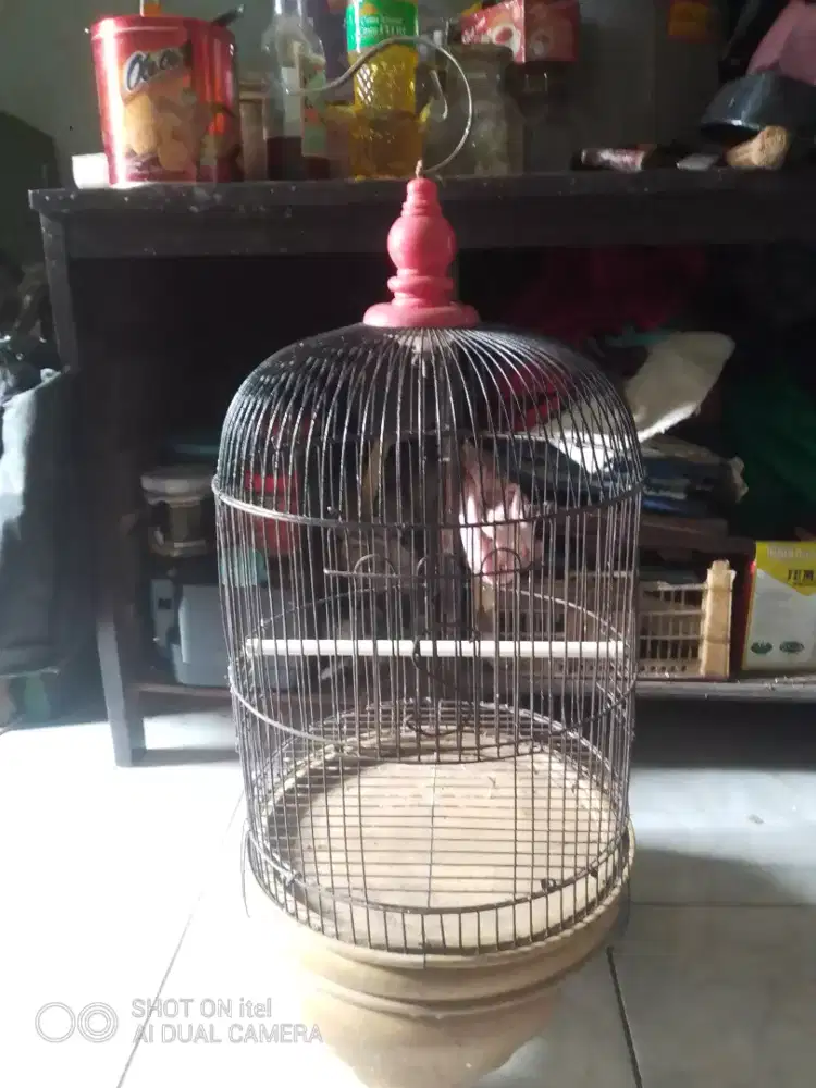 Kandang lb tebok kayu di BSD