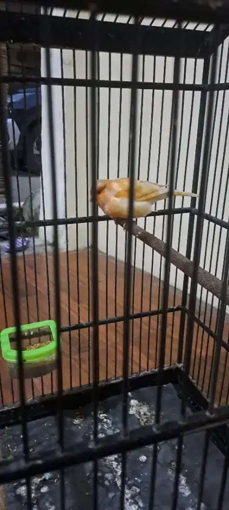 Kenari gacor top durasi 1 menit