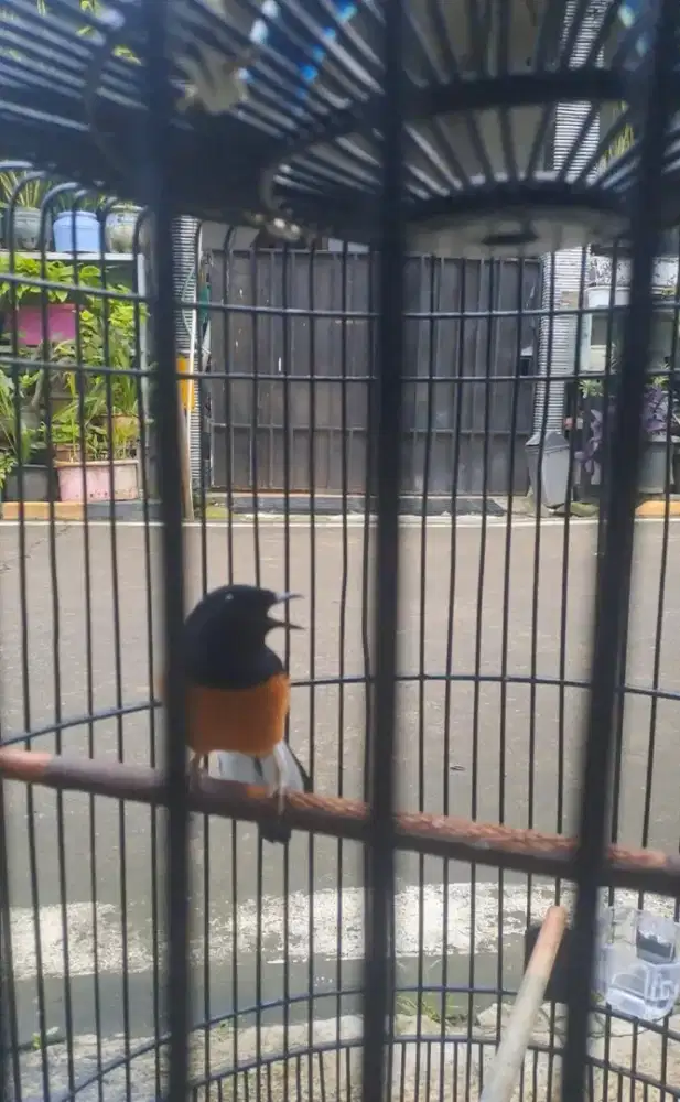 Murai hutan bahorok prestasi dokor