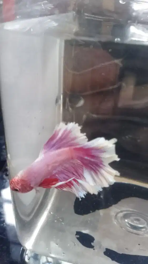 ikan cupang ungu cerah