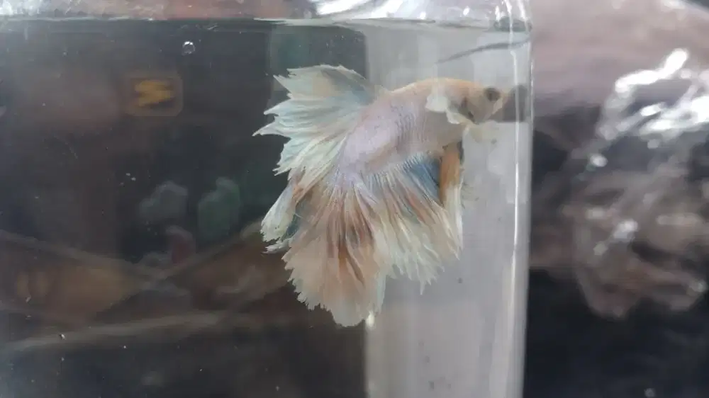 ikan cupang warna cerah