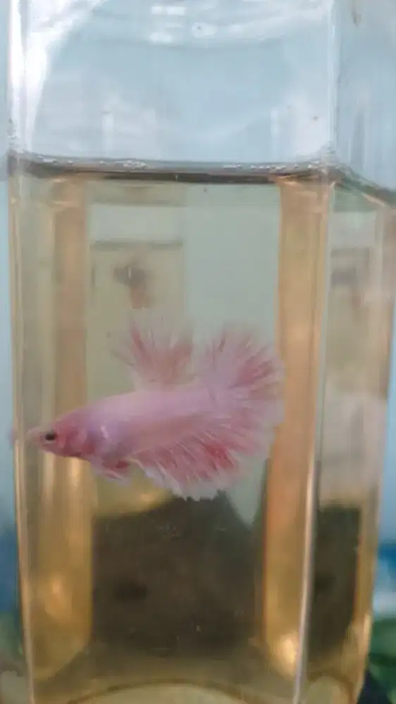 ikan cupang pink shimmer