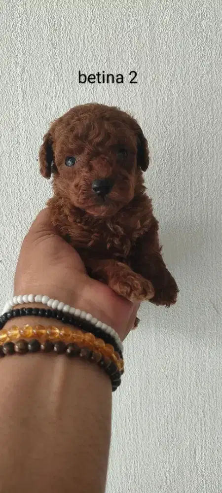 Toy Poodle betina