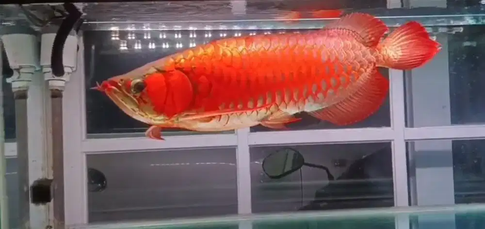 Arowana Super Red Size 52-53cm