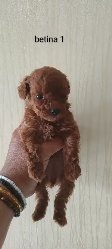 Pupy Poodle betina