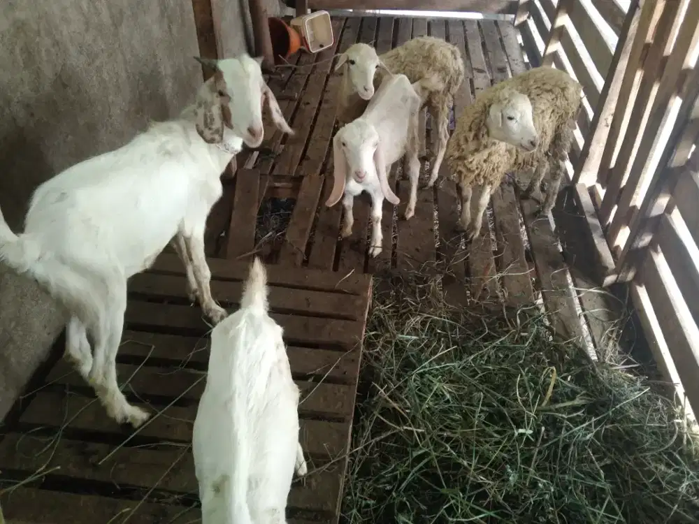 Aqiqah-nazar-daging kambing dan kambing guling 2026