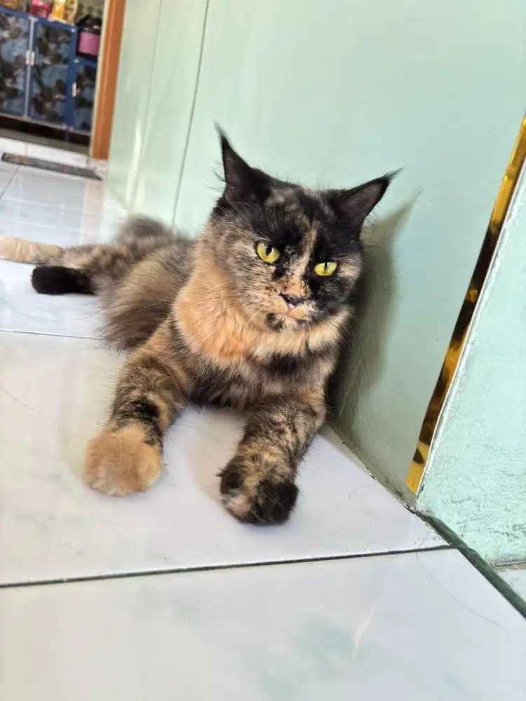 Open adopt maincone x persia