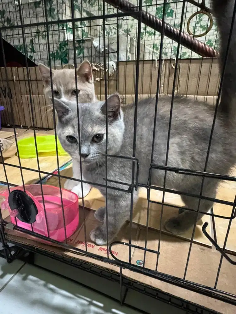 Bsh blue torti non ped