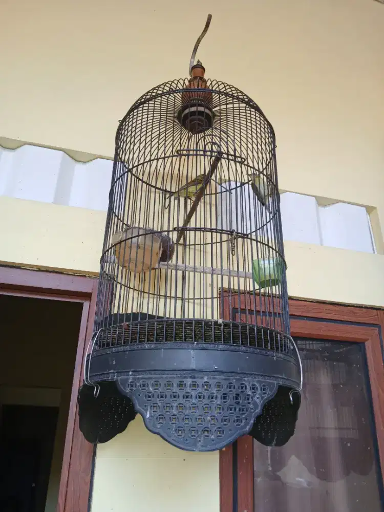 Jual burung kolibri kelapa sepasang