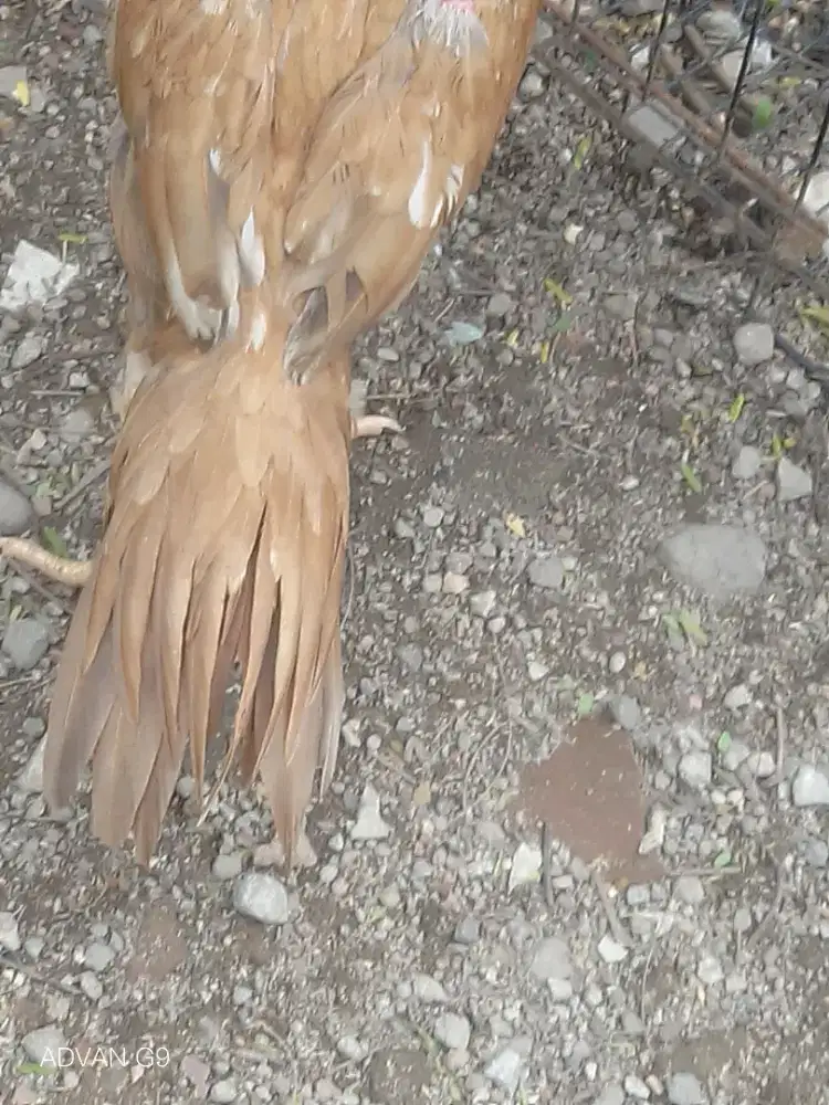 Betina BK Ekor Lidi Trah impressa Tulangan Tebal ekor kaku