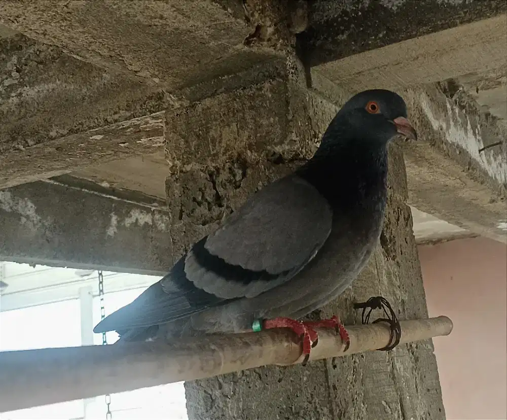 Merpati Satuan Betina Pmti 2023 Double Ring