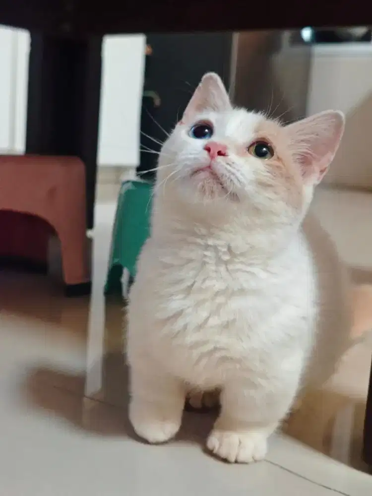 Munchkin BSH Bico Fawn Female Odd Eyes