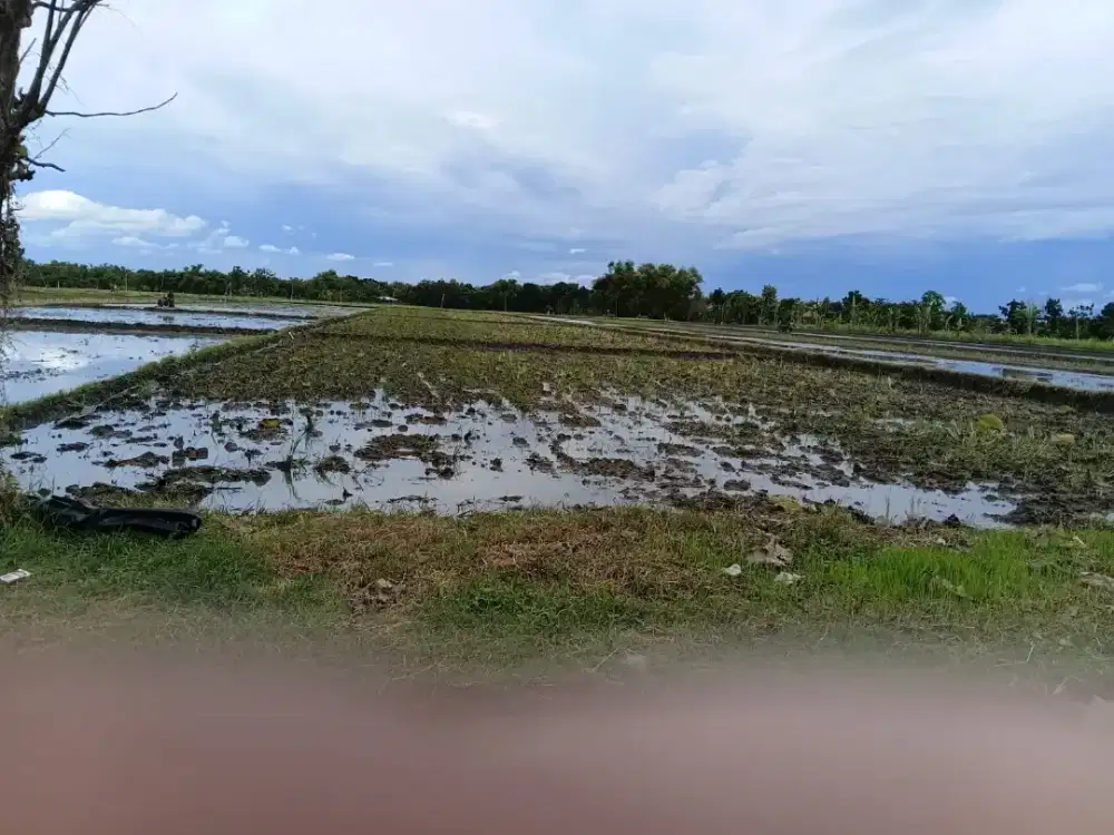 Di jual tanpa perantara tanah basah (sawah)