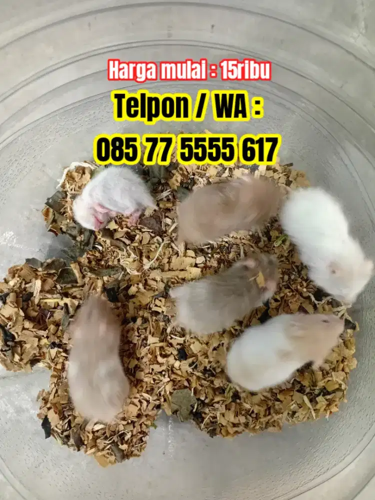 Jual Hamster harga mulai 15ribu