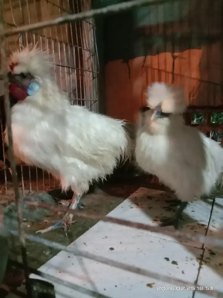 Ayam kapas American silkiie
