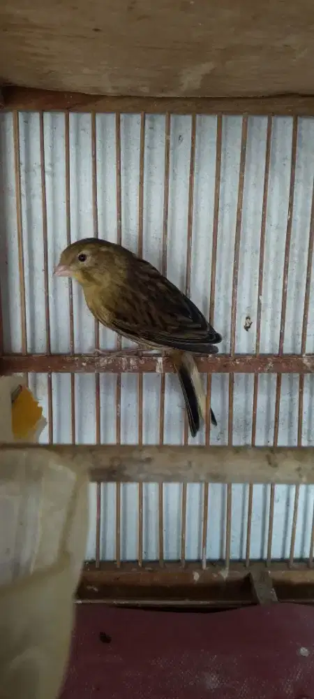Burung kenari ,pentet,ijo