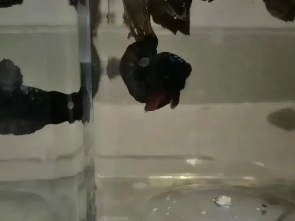 Cupang Plakat Avatar