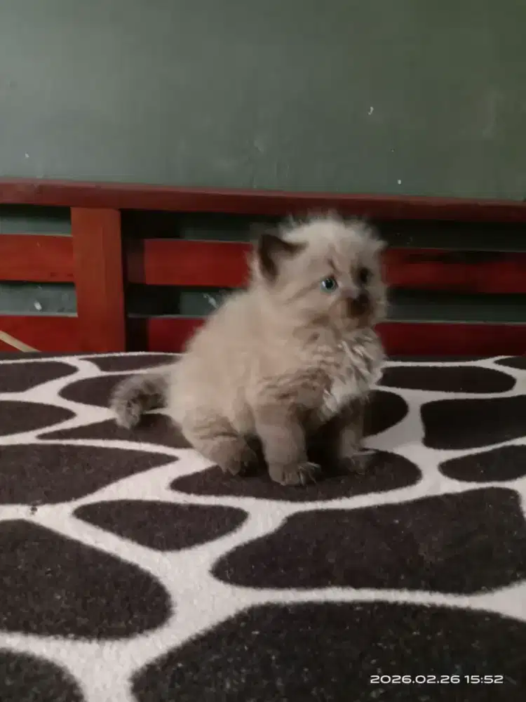 Anak kucing Himalaya cocolate